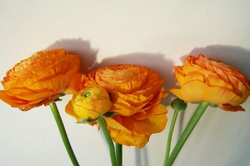 花卉采購APP開發的功能及其優勢(圖3) 花卉采購APP開發的功能及其優勢(圖3)