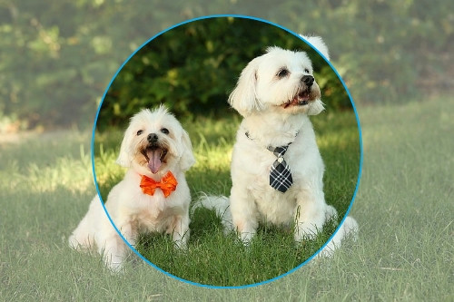 寵物醫(yī)療APP開發(fā)可行性分析(圖1) 寵物醫(yī)療APP開發(fā)可行性分析(圖1)